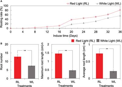 Comparative transcriptome analysis of molecular mechanisms underlying adventitious root developments in Huangshan Bitter tea (Camellia gymnogyna Chang) under red light quality